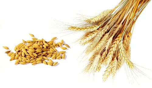 wheat to flour.jpg